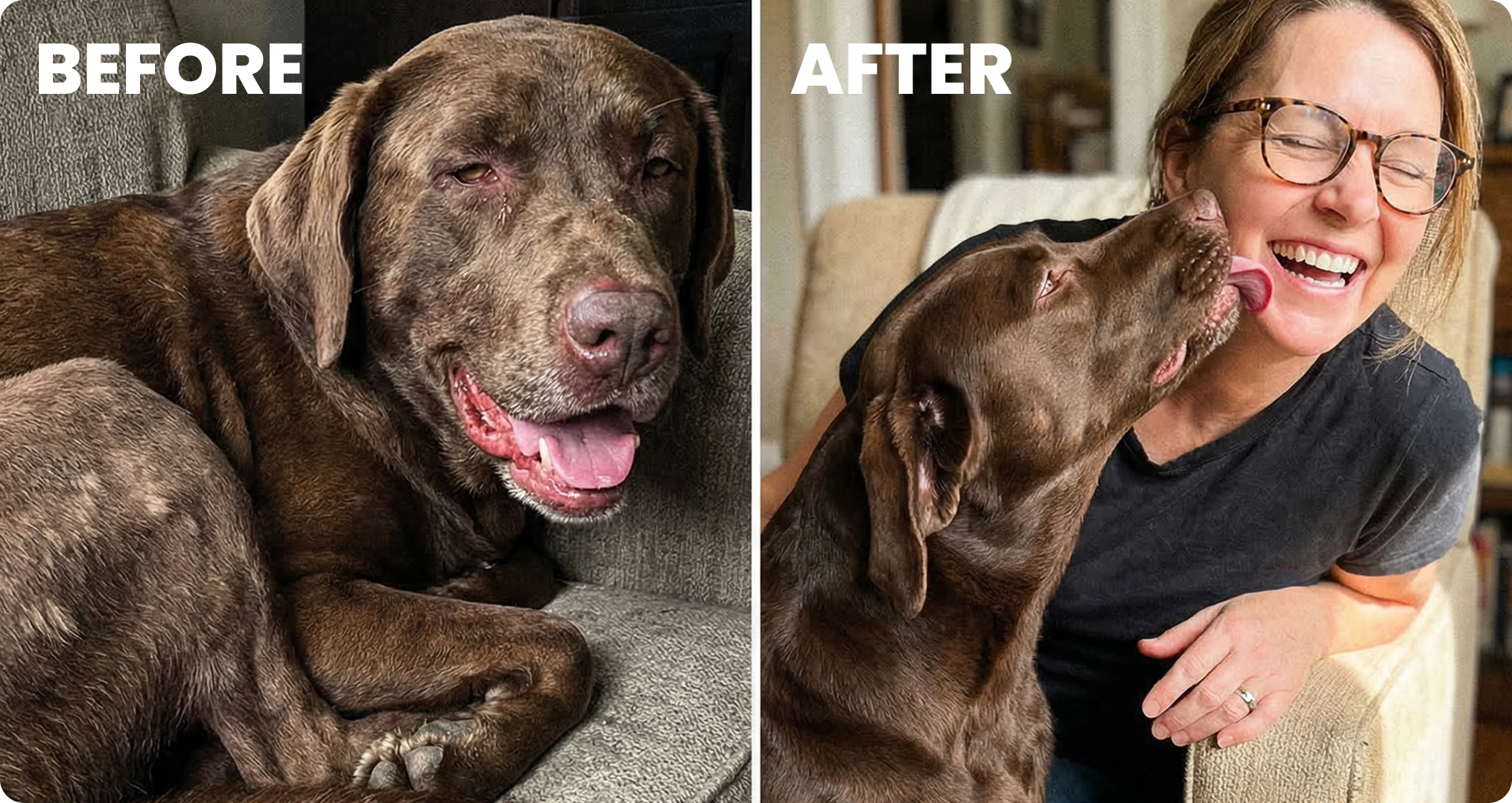 A before and after diptych of a chocolate lab, who is then shown licking a smiling woman's face.