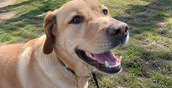 A close-up of a yellow Labrador Retriever with its mouth open, looking up and to the right.