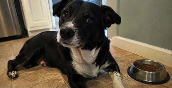 A black and white dog is lying on a tiled floor next to a metal bowl of food.