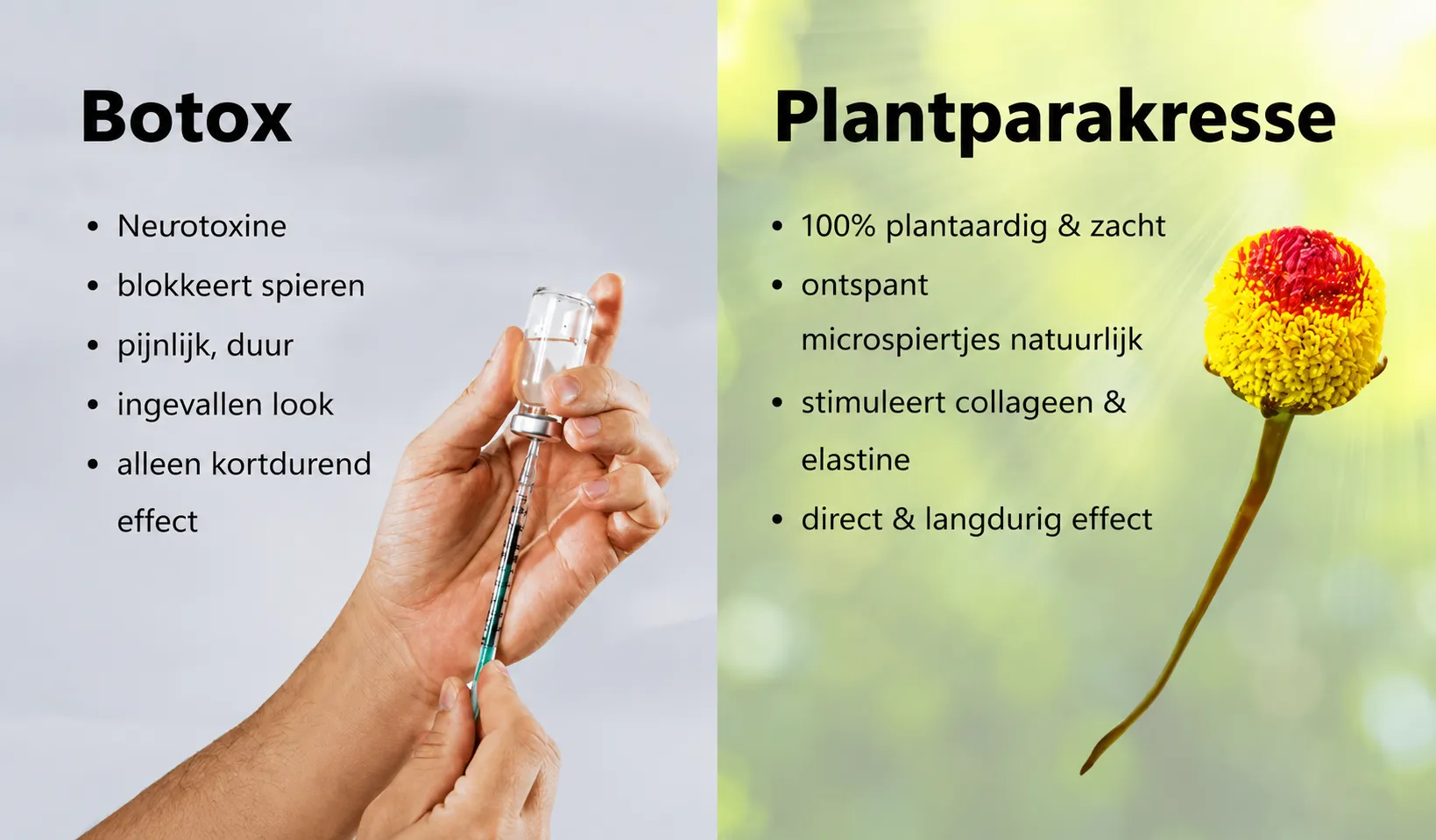 Werking van Spilanthol