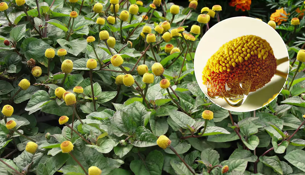 De plant uit Brazilië