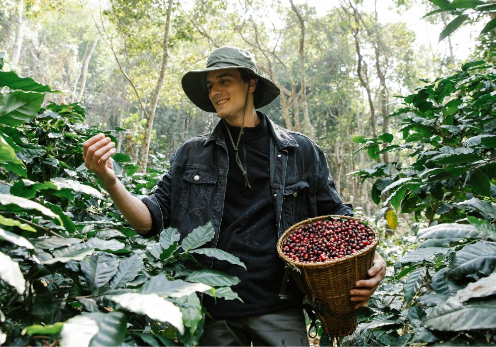 Person in a hat holding a basket of red berries in a lush green forest.