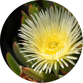 Close-up of a yellow flower with spiky petals and green leaves.