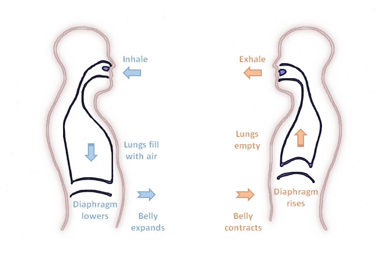 Diagram showing inhalation and exhalation with diaphragm movement and lung changes.