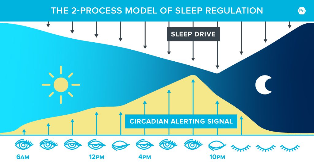 Diagram illustrating the 2-process model of sleep regulation with circadian and sleep drive signals.