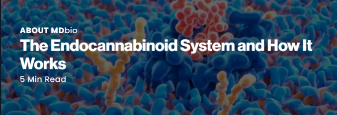 Colorful abstract representation of molecules with text about the endocannabinoid system.