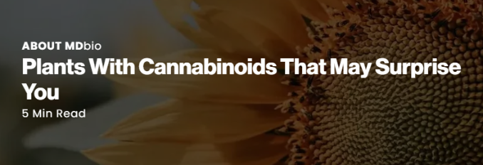 Close-up of a sunflower with text about plants and cannabinoids.