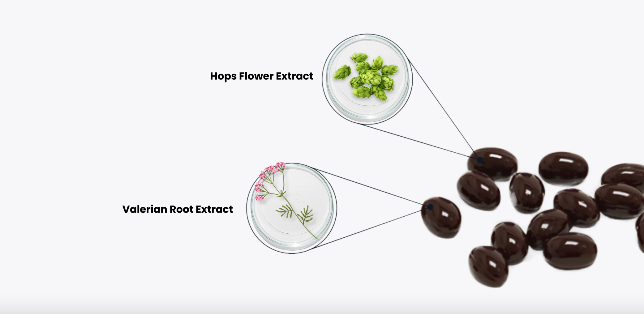 Hops and valerian root extracts with dark capsules on a white background.