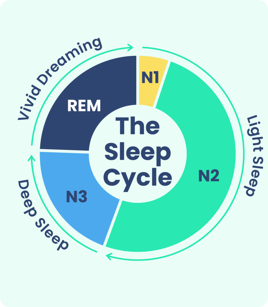 Circular diagram illustrating the sleep cycle stages: N1, N2, N3, and REM.
