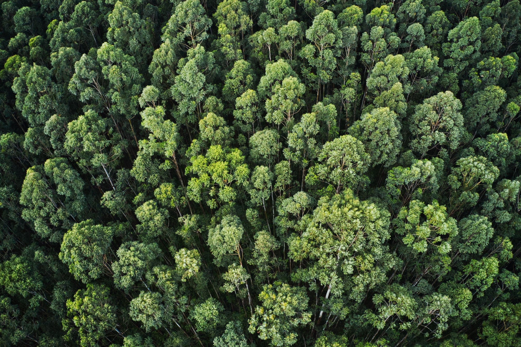 Aerial view of a dense green forest canopy with tightly packed trees forming a continuous expanse of foliage.