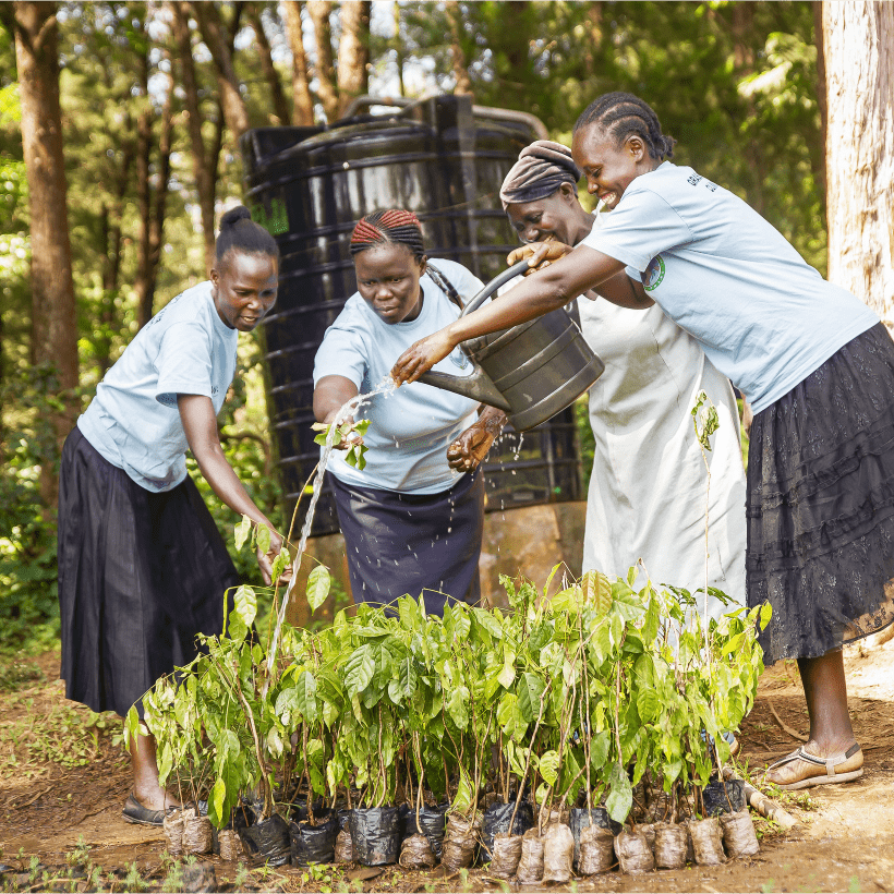 Five women work together outdoors, watering rows of young tree seedlings planted in soil, as part of a community reforestation effort.