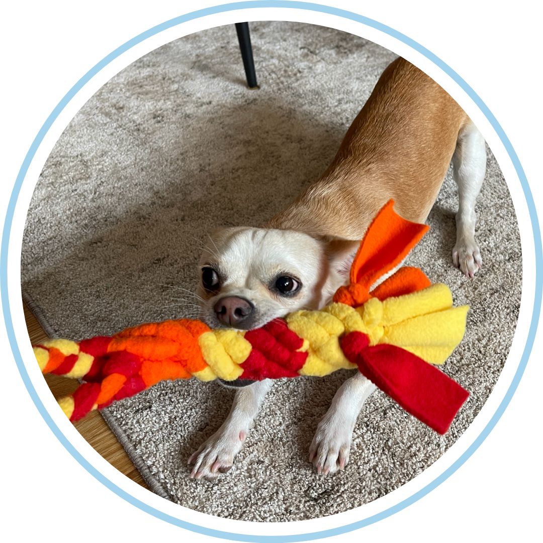 Small dog pulling a colorful braided rope toy on a carpet.