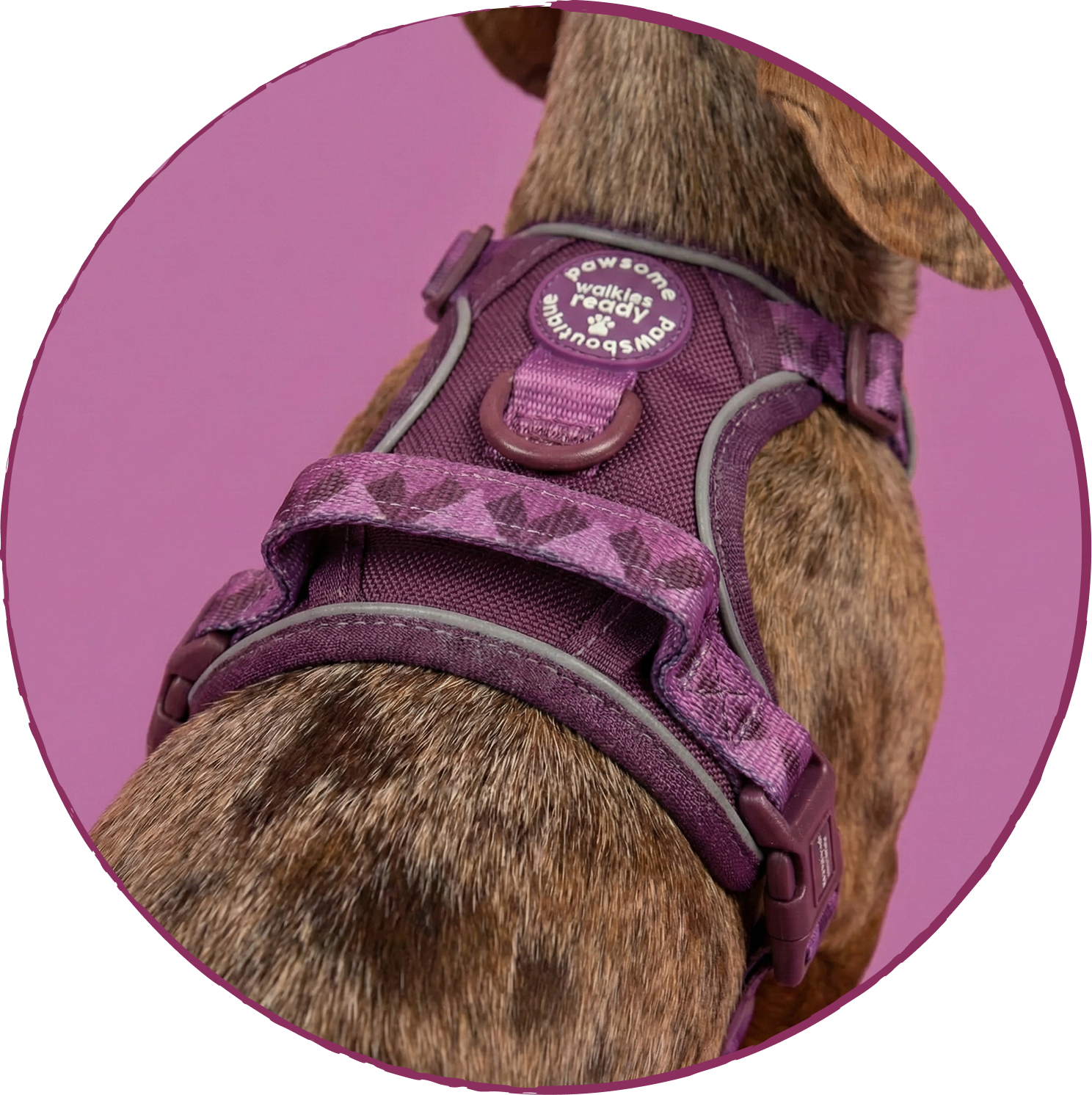 A close-up of a brindle dog from behind, wearing a purple patterned harness against a purple background.