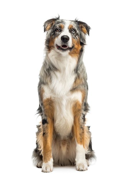 Small fluffy dog sitting against a white background.