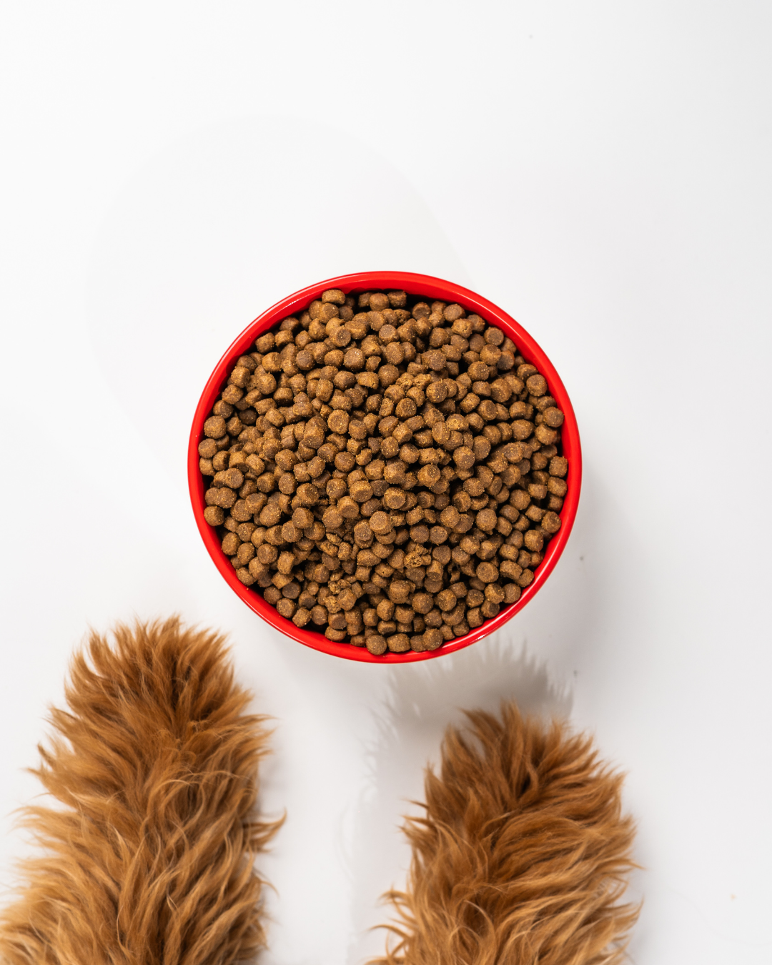 A top-down view of a full red dog bowl filled with dry kibble, flanked by the fluffy front paws of a golden doodle. The white background creates a minimal and focused composition that draws attention to the food and the pup's anticipation.