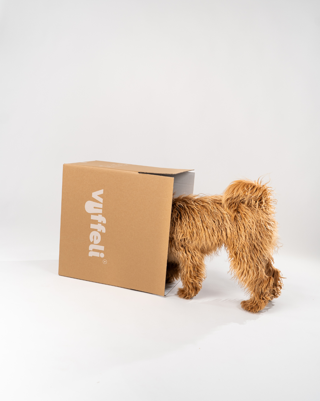A playful golden doodle dog has its head and front body inside a large brown Vuffeli-branded cardboard box, with only its curly tail and hind legs visible. The clean white background highlights the humorous and curious moment.