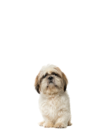Small fluffy dog sitting against a white background.