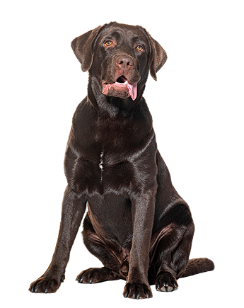 Chocolate Labrador Retriever sitting against a white background.