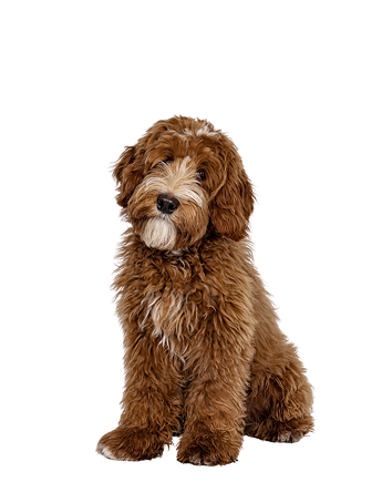 Fluffy brown dog sitting against a white background.