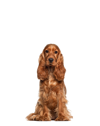Brown Cocker Spaniel sitting against a white background.