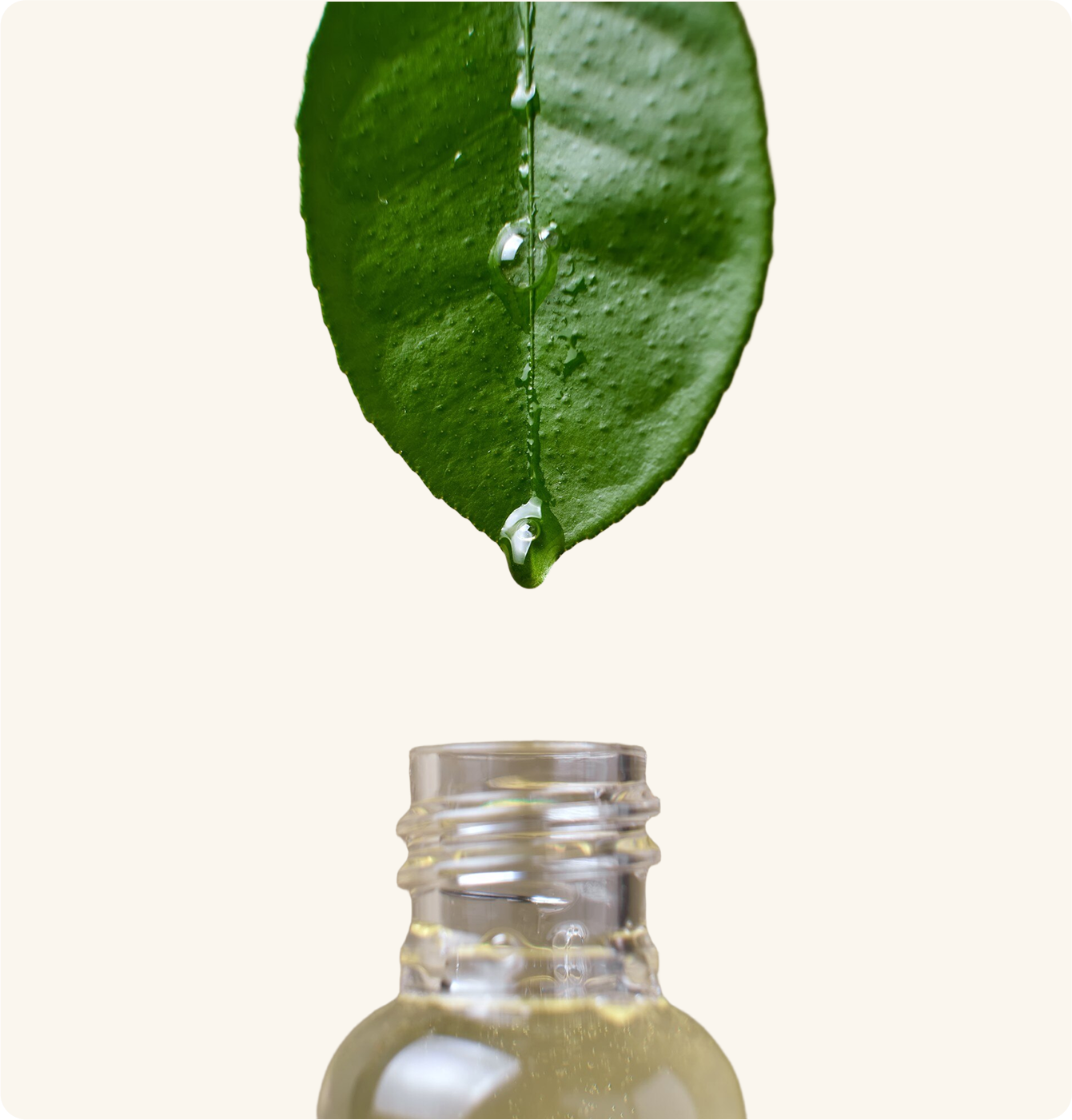 A leaf dripping water into an essential oil bottle.