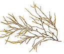 A piece of brown, branching seaweed on a white background.