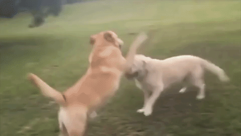 Two dogs playing together on a grassy field.