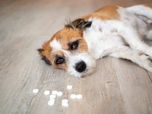 Dog lying on floor near scattered white pills.