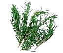 A small bunch of fresh green rosemary sprigs on a transparent background.