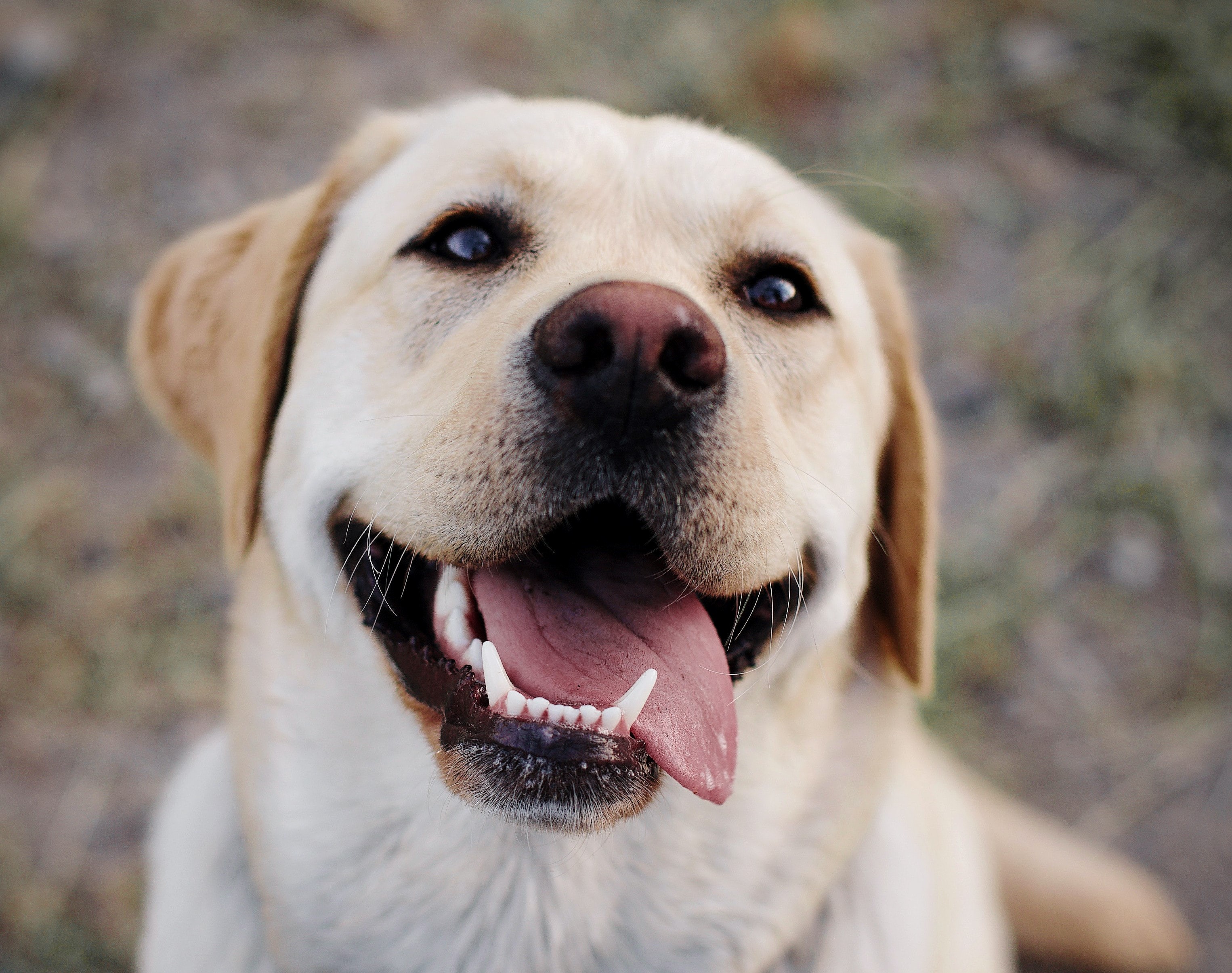 Close-up of a happy dog with its tongue out.