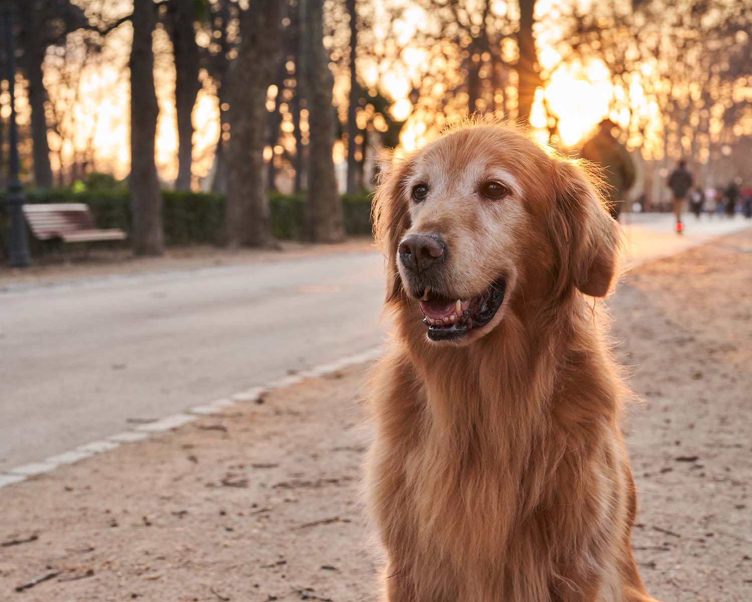 An older golden retriever sits on a path in a park at sunset.