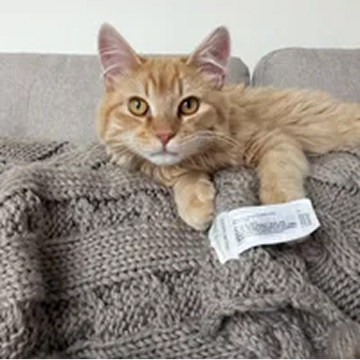 An orange cat lies on a gray knit blanket looking at the camera.