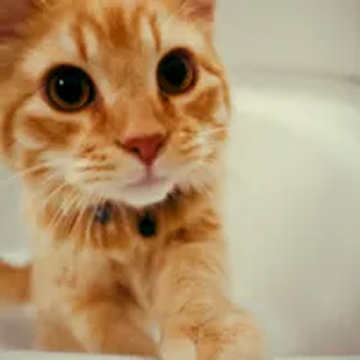 A close-up of a wide-eyed ginger kitten with a collar looking forward.