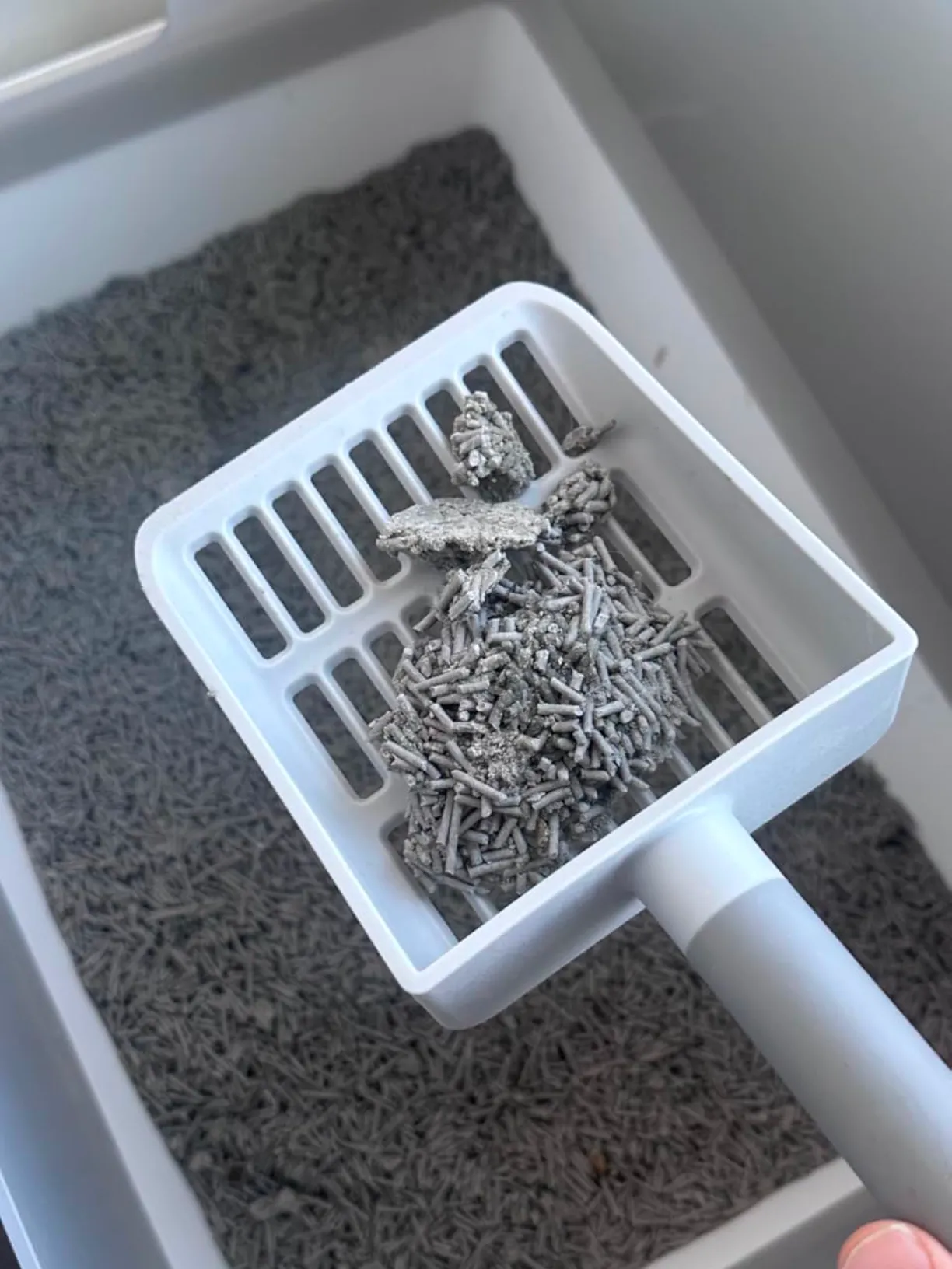 A white litter scooper holding clumps of used gray pellet cat litter over a litter box.