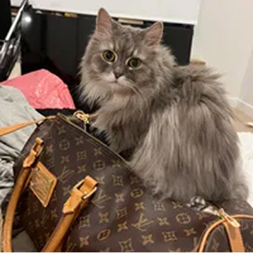 A fluffy, long-haired gray cat with wide eyes sits on a brown monogrammed designer handbag.