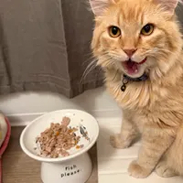 A fluffy orange cat with its mouth open sits next to a white pedestal bowl of food.