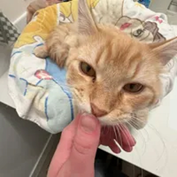 A person's hand gently touches the chin of a light orange cat lying on a patterned blanket.