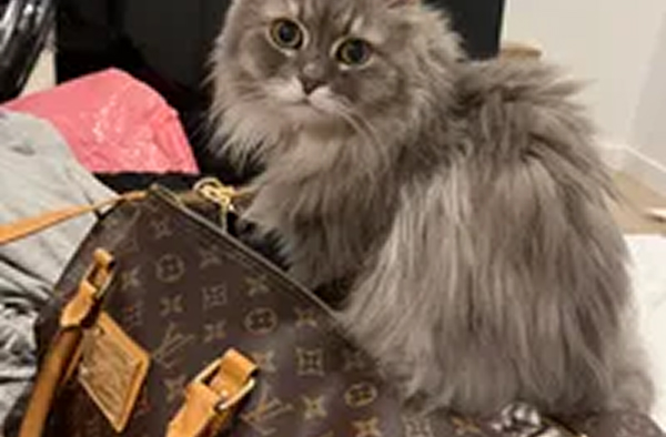 A fluffy, long-haired gray cat with wide eyes sitting on a brown monogrammed handbag.