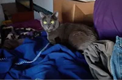 A grey cat with glowing green eyes sits on a pile of clothes in a messy room.