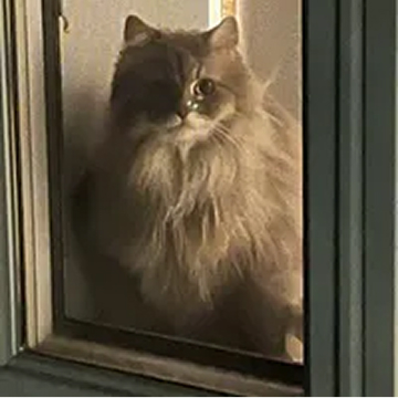 A fluffy, long-haired cat with a two-toned face looks through a window pane.