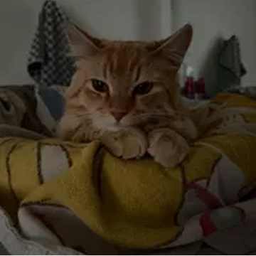 A ginger tabby cat with its paws resting on a yellow blanket, looking directly at the camera.