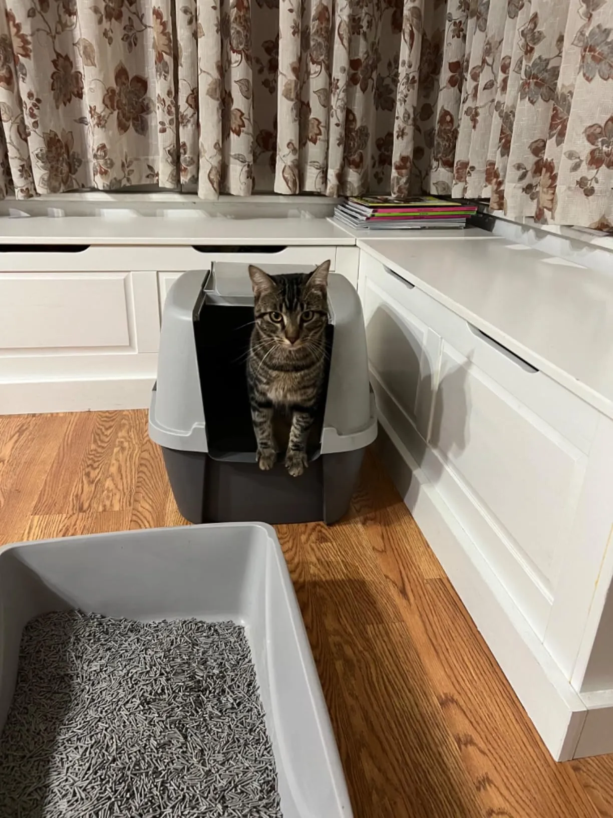 A tabby cat stands with its front paws on the edge of a covered litter box, looking forward.