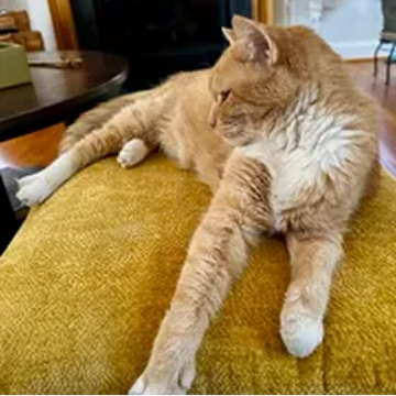 An orange and white cat with white paws is stretched out on a yellow cushion.