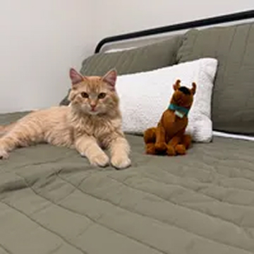 A fluffy orange cat lies on a bed next to a small Scooby-Doo stuffed animal.