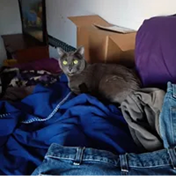 A gray cat with glowing yellow eyes sits on a pile of clothes in a messy room.