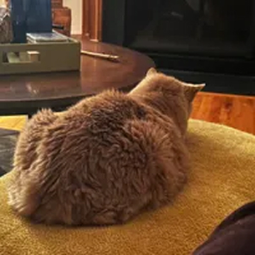 A fluffy, light brown cat seen from behind, sitting in a loaf position on a yellow cushion.