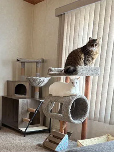 A fluffy brown tabby cat and a white cat sitting on a large, multi-level cat tree indoors.