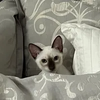 A Siamese kitten with large ears peeks out from between gray and white patterned pillows.