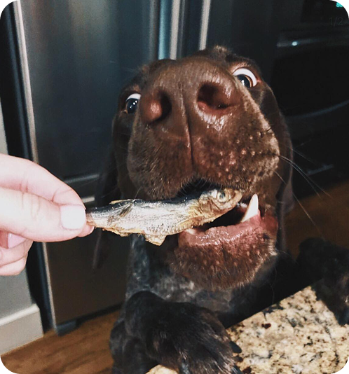A close-up of a person feeding a small fish to a wide-eyed brown dog.