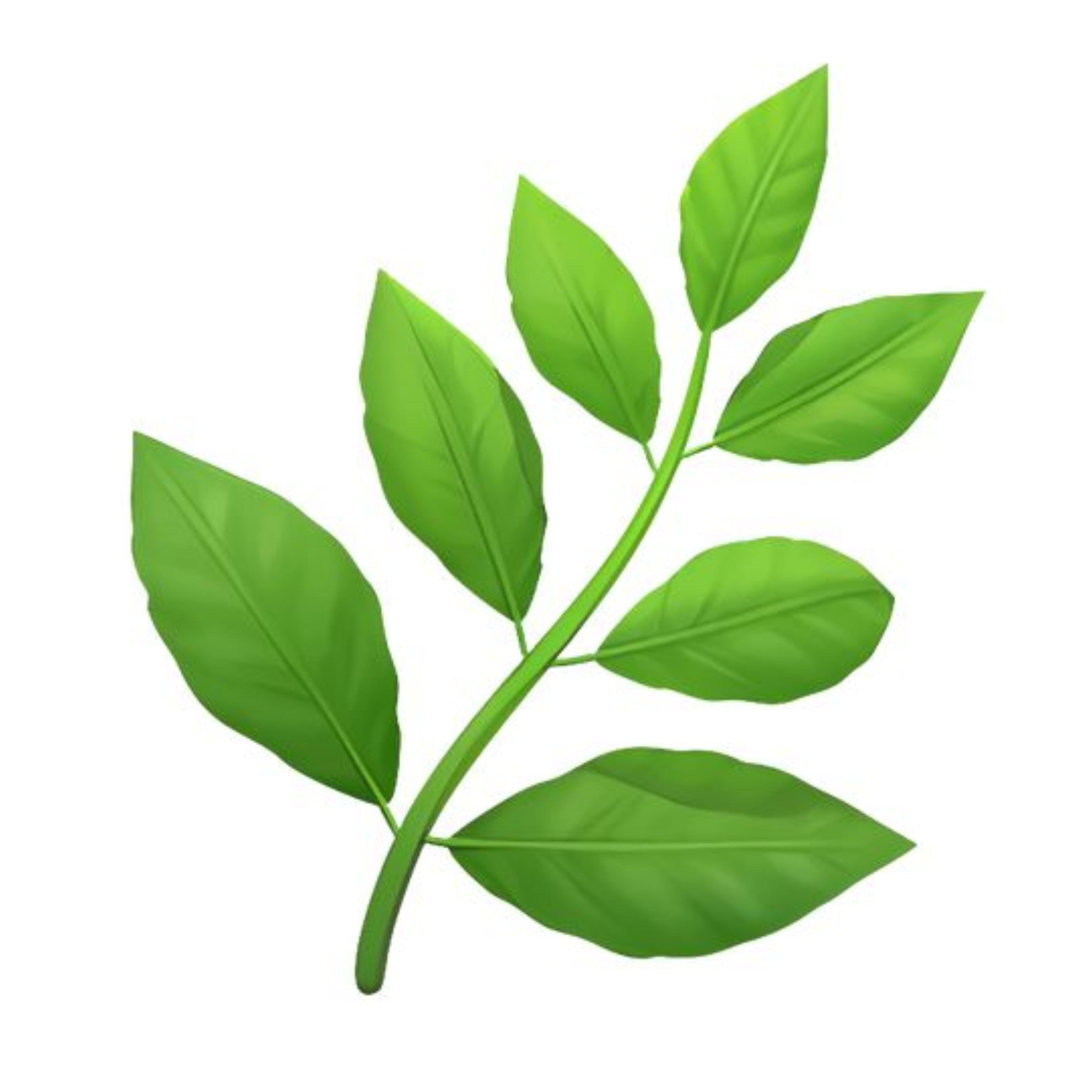 Green branch with leaves on a white background.